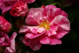 Rosa gallica 'Versicolor' RCP6-2013 408.JPG